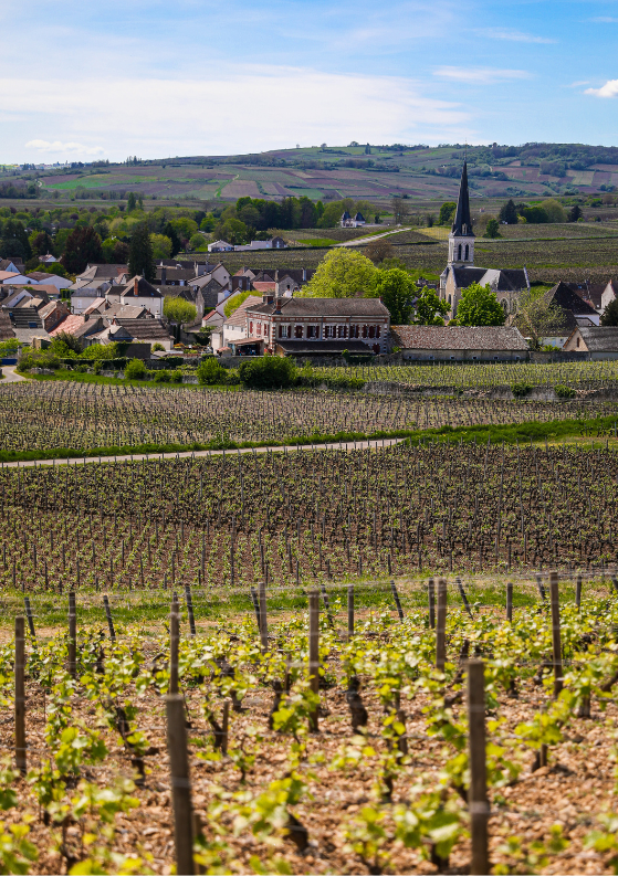Best Wine Tours from Beaune, Burgundy (My 3 Favorites!)