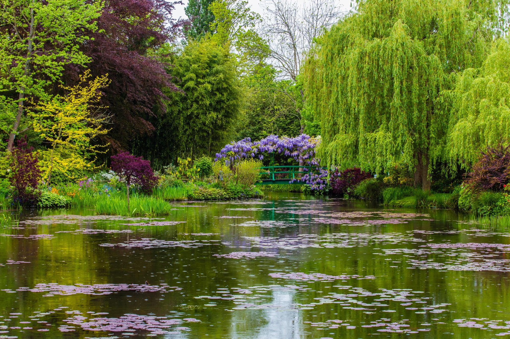 The peaceful water lily pond at Giverny, featuring a classic green Japanese-style bridge overhung with blooming purple wisteria - a highlight for anyone planning day trips from Paris.