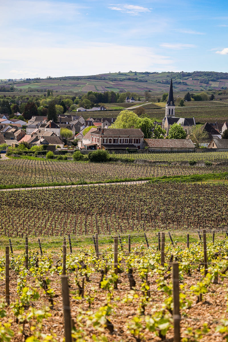 Côte de Beaune wine village surrounded by rolling vineyards and a church in Burgundy, France