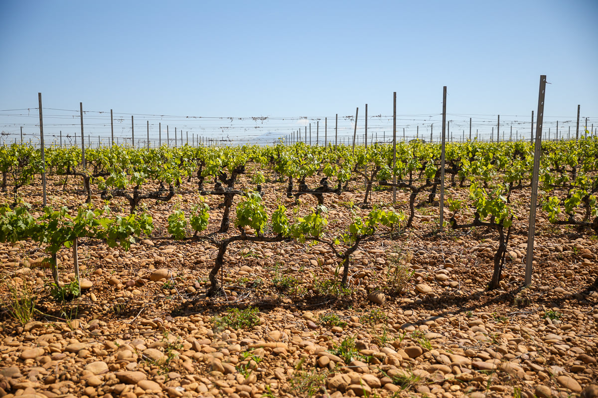Châteauneuf-du-Pape vines growing among the region’s distinctive rounded galets roulés stones
