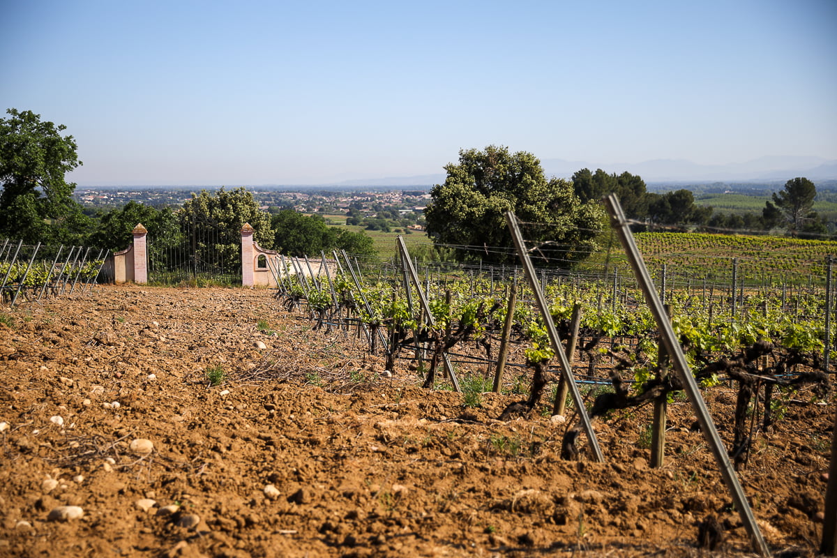 Vineyard at Château de la Font du Loup in the Châteauneuf-du-Pape appellation
