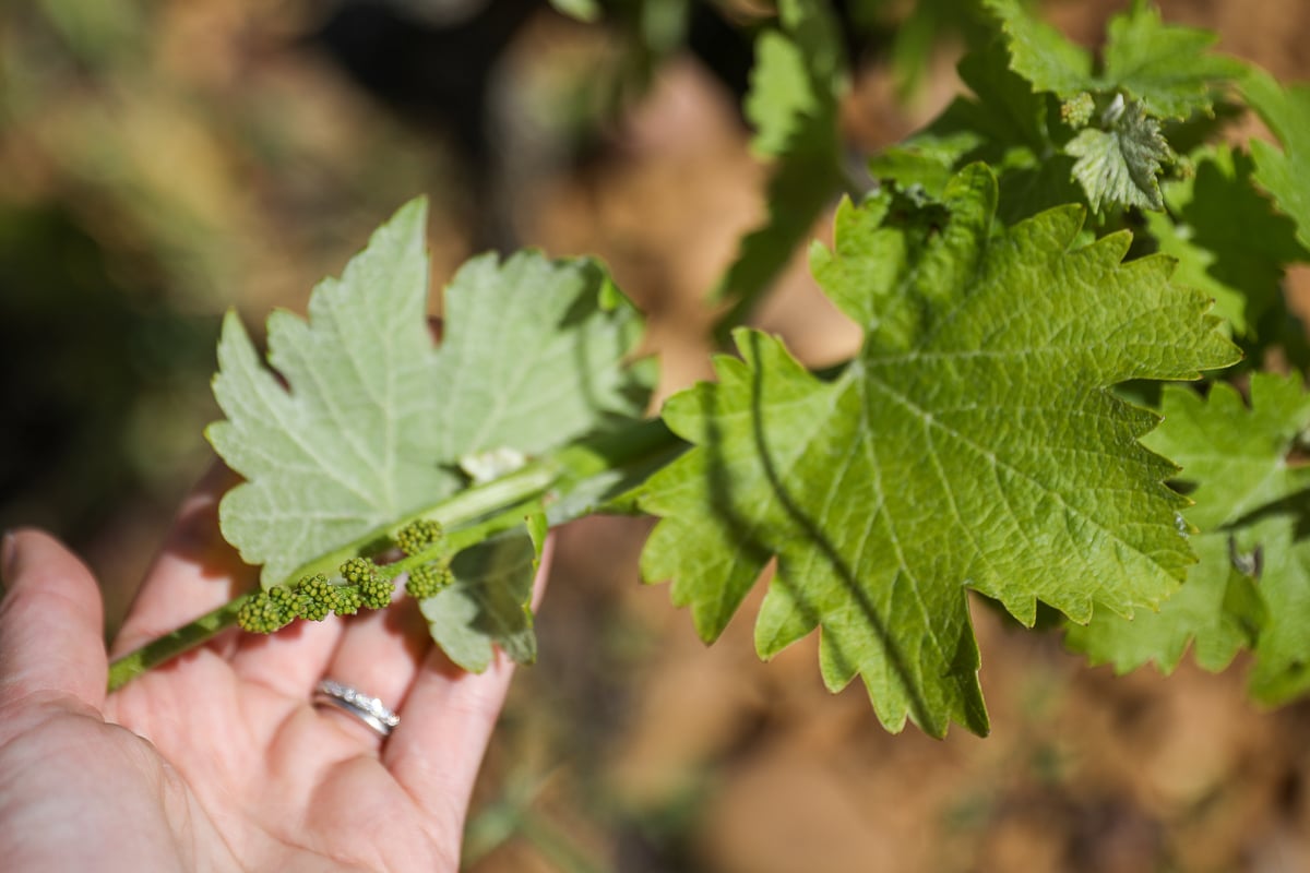 Young grape clusters growing on a vine during a Châteauneuf-du-Pape wine tour from Avignon