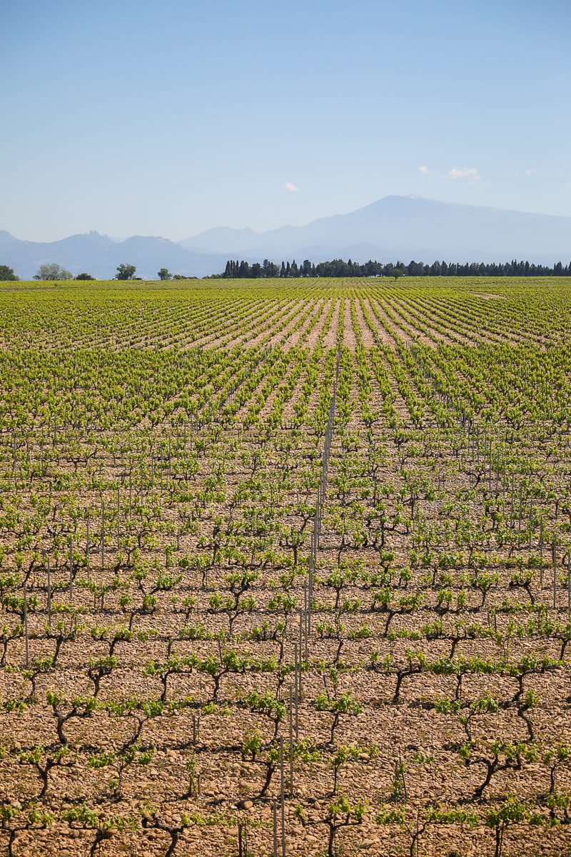Rows of vines stretching across the Châteauneuf-du-Pape wine region toward Mont Ventoux